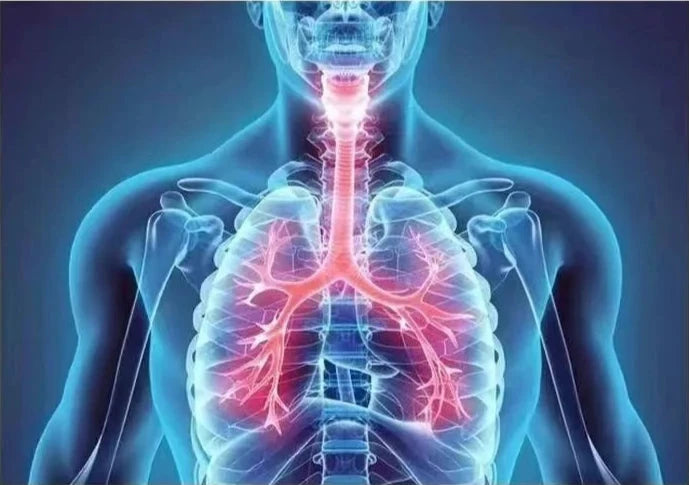 Lung Capacité respiratoire et pulmonaire